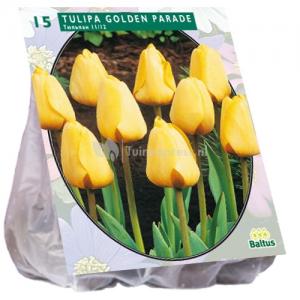 Baltus Tulipa Golden Parade tulpen bloembollen per 15 stuks